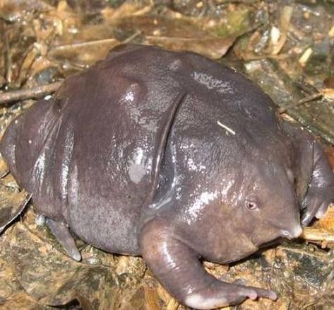 六腳恐龍魚能長多大圖片
