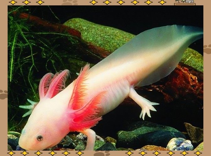 六腳恐龍魚能長多大圖片