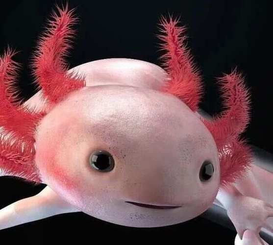 六腳恐龍魚能長多大圖片