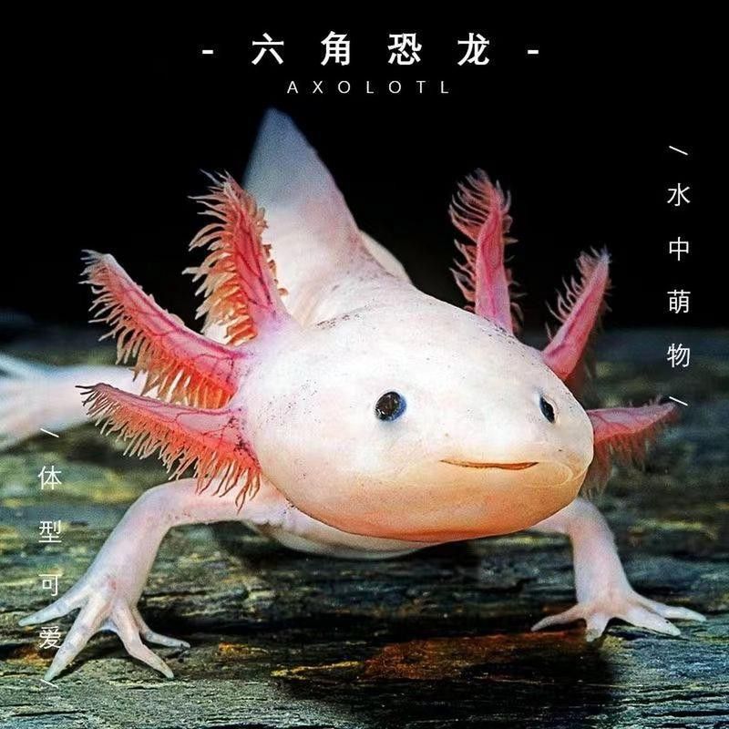 六腳恐龍魚能長多大圖片