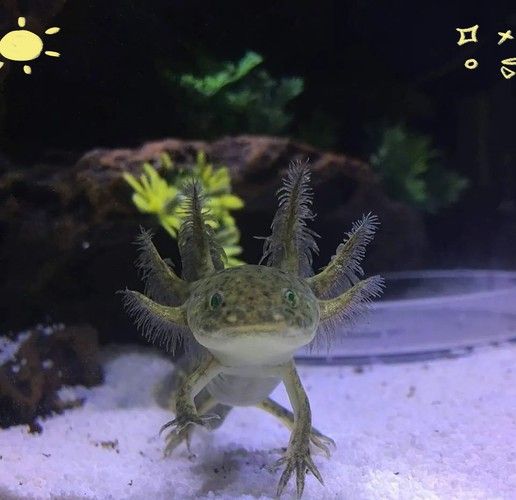 六腳恐龍魚能長多大圖片