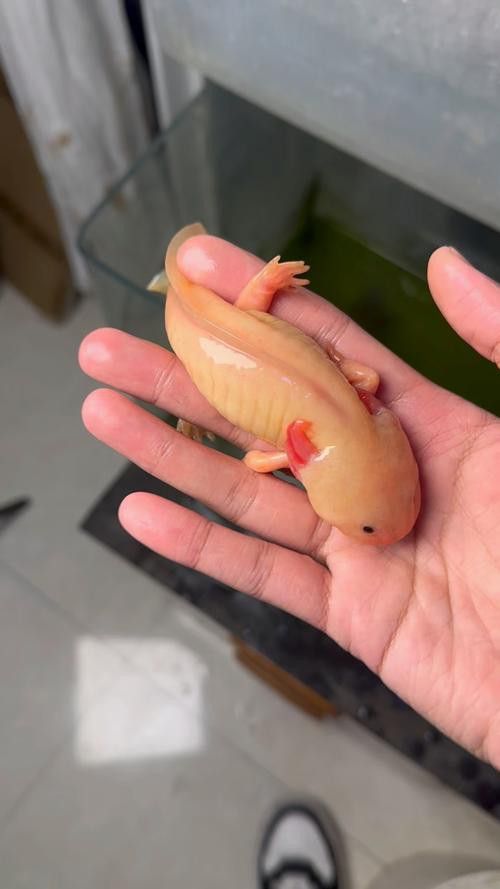 六腳恐龍魚能長多大圖片