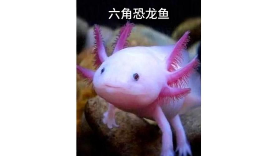 六腳恐龍魚能長多大圖片