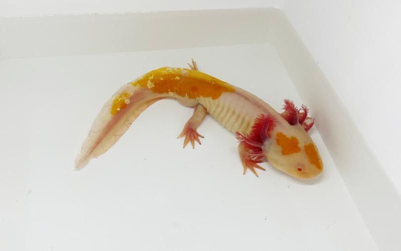 六腳恐龍魚能長多大圖片