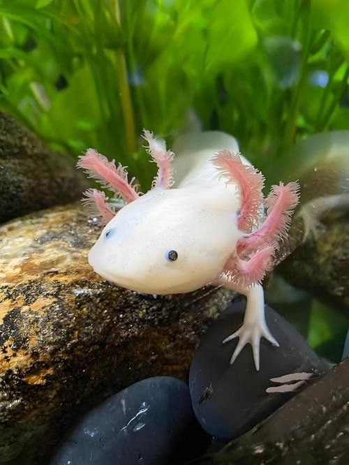 六腳恐龍魚能長多大圖片