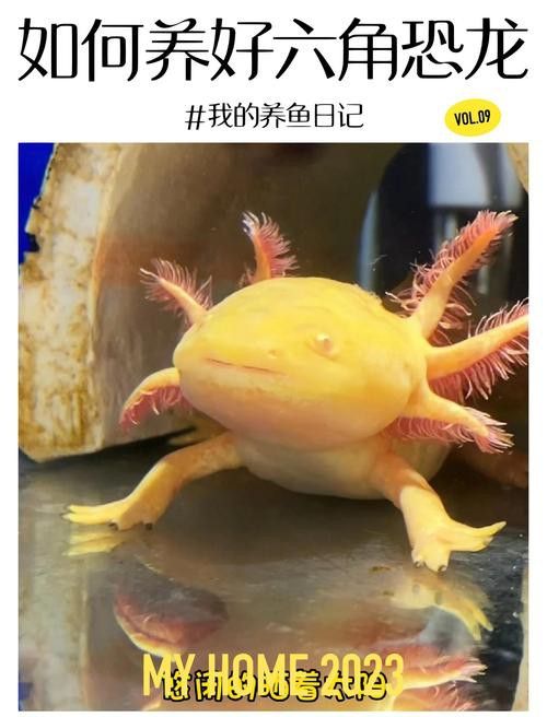 六腳恐龍魚能長多大圖片