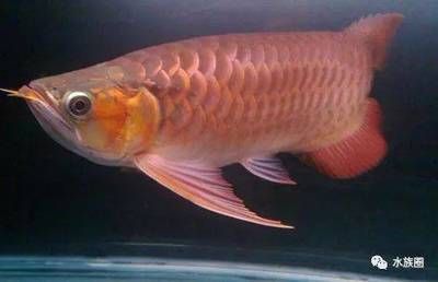 龍魚(yú)半年長(zhǎng)10公分快嗎【龍魚(yú)半年長(zhǎng)10公分快嗎龍魚(yú)半年長(zhǎng)10公分快嗎】