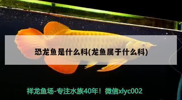龍魚是什么科：關于龍魚的科屬分類