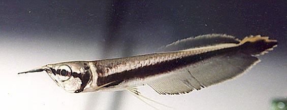 龍魚是什么科：關于龍魚的科屬分類
