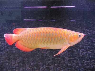 金龍魚顏色淺怎么辦（金龍魚顏色變淺可能由多種因素引起，包括遺傳、環(huán)境、飼料等）