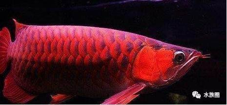 龍魚哪個最貴最好看：龍魚哪個最好看龍魚品種最好看和最昂貴的龍魚品種