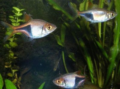 龍魚與三間魚混養(yǎng)注意事項(xiàng)：如何判斷龍魚對(duì)三間魚的攻擊性