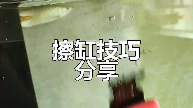 龍魚魚缸怎么清理