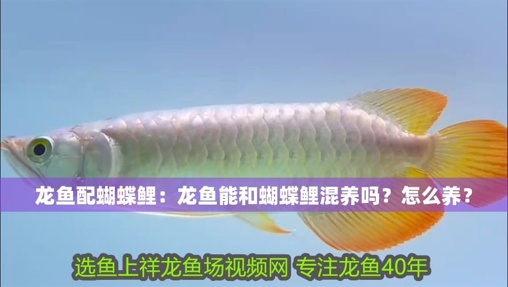 龍魚配蝴蝶鯉：龍魚能和蝴蝶鯉混養(yǎng)嗎？怎么養(yǎng)？
