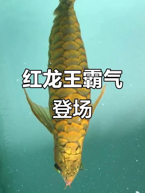 紅龍魚福龍王怎么養殖的圖片