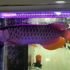 金龍魚壓養(yǎng)能長大嗎：金龍魚壓養(yǎng)能長大嗎，壓養(yǎng)能長大嗎