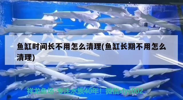 龍魚偶爾張大嘴：龍魚偶爾張大嘴是怎么回事