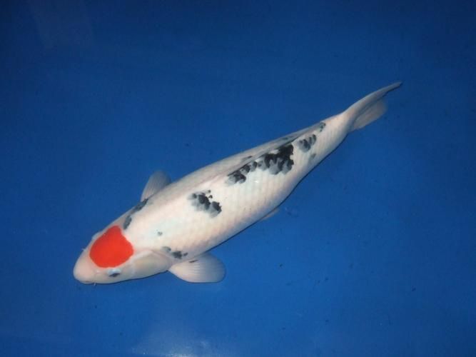 劣質(zhì)丹頂錦鯉圖片