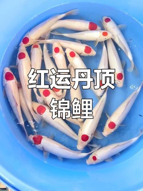 劣質(zhì)丹頂錦鯉圖片