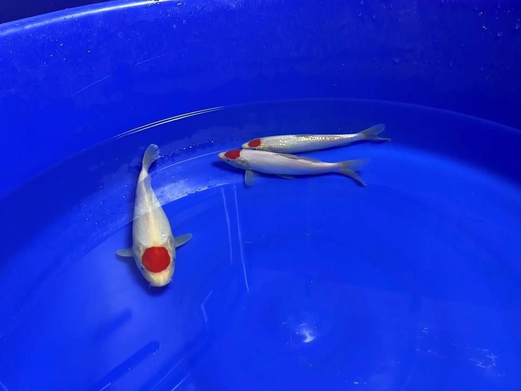 劣質(zhì)丹頂錦鯉圖片