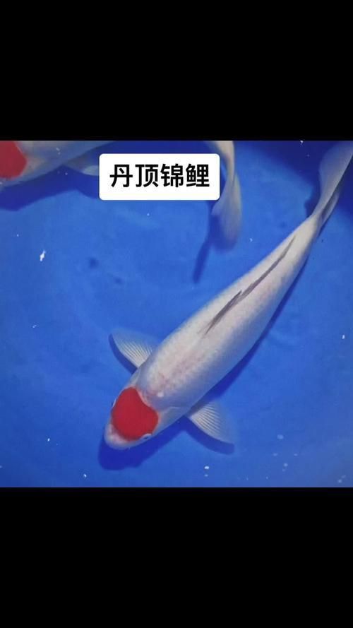劣質(zhì)丹頂錦鯉圖片