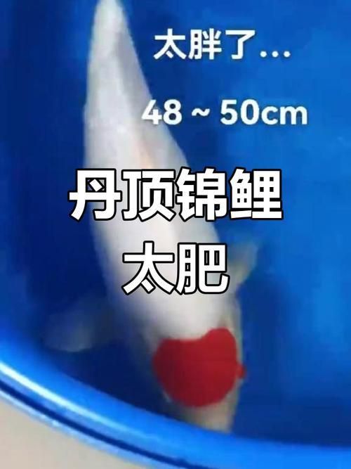 劣質(zhì)丹頂錦鯉圖片