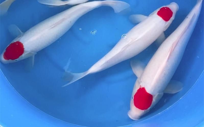 劣質(zhì)丹頂錦鯉圖片