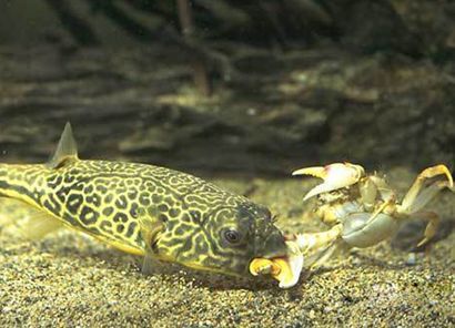 龍魚可以吃小龍蝦嗎，龍魚可以食用小龍蝦嗎