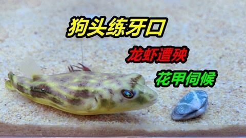 龍魚可以吃小龍蝦嗎，龍魚可以食用小龍蝦嗎