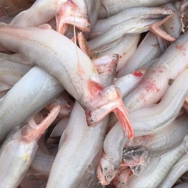 龍魚批發市場最新消息價格表