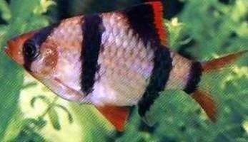 虎皮魚和龍魚混養好不好養：虎皮魚和龍魚可以混養嗎