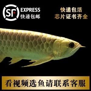 龍魚的芯片證書重要嗎：龍魚的芯片證書是一種身份證明系統