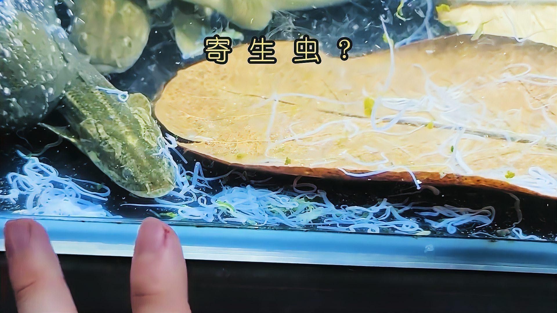 龍魚寄生蟲防治多久一次？