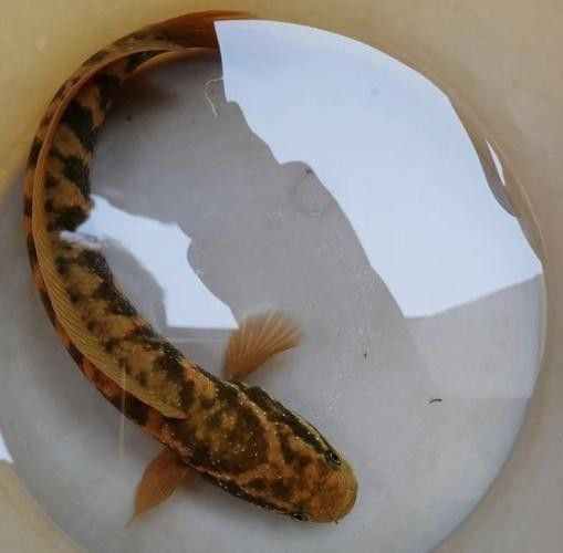 龍魚的虎斑是什么品種的圖片