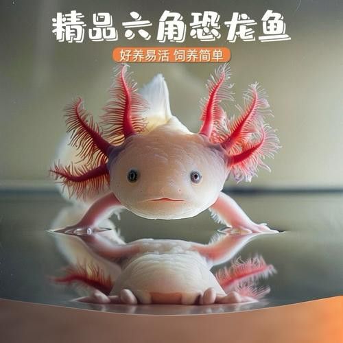 六角龍魚樣子圖片大全