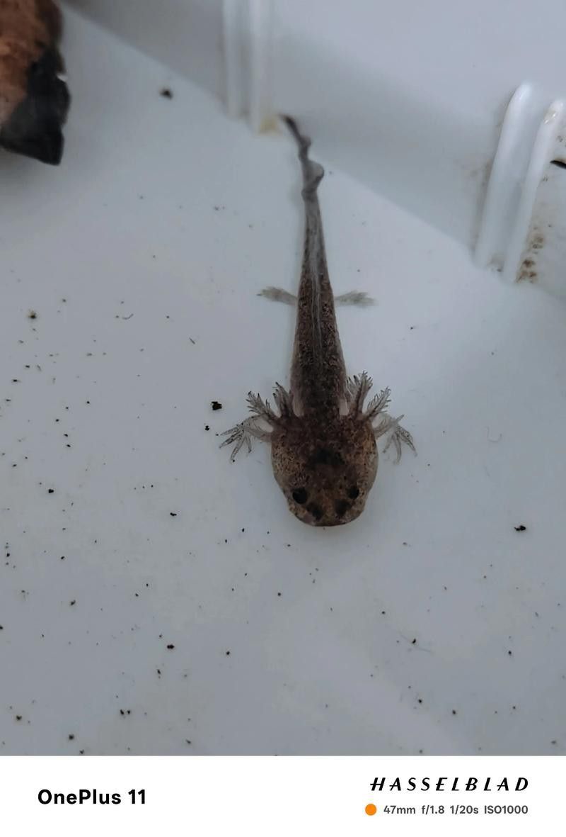 六角龍魚樣子圖片大全