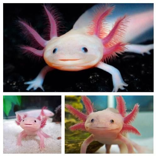 六角龍魚樣子圖片大全