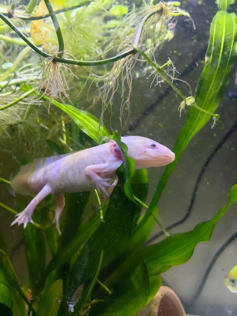 六角龍魚樣子圖片大全