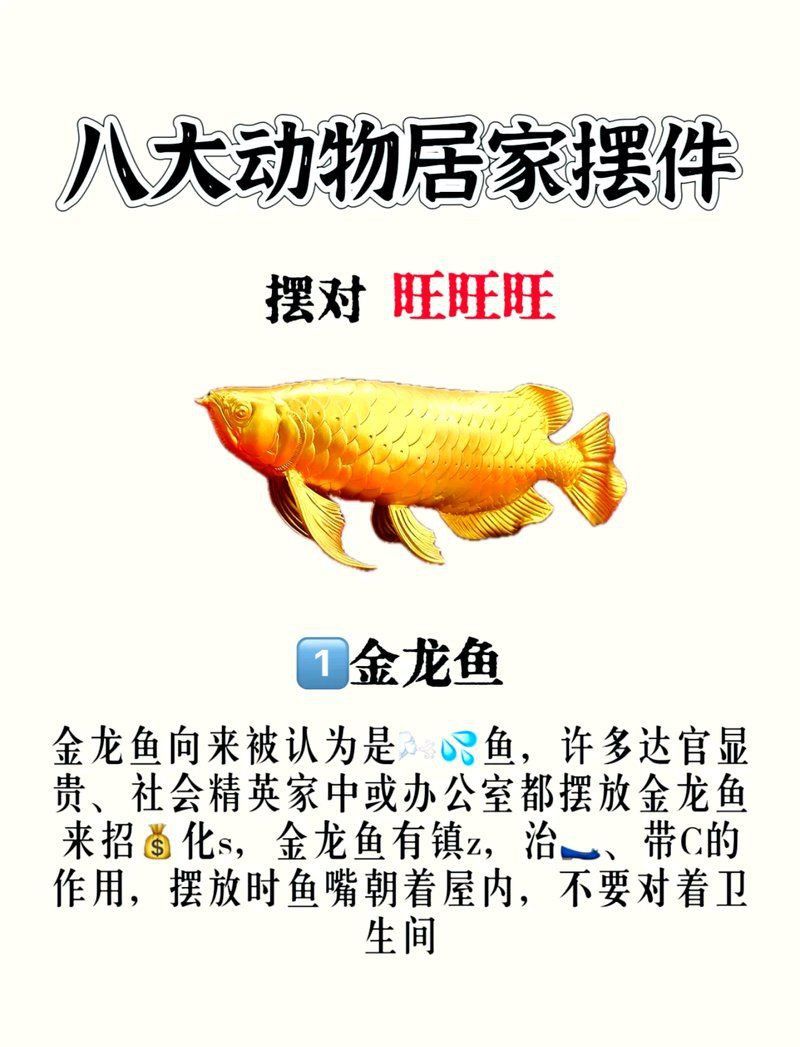 金龍魚擺件有哪些風水禁忌