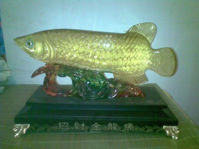 二手金龍魚交易需要注意哪些問題？：二手金龍魚交易應注意以下幾個方面，買家應注意以下幾個方面