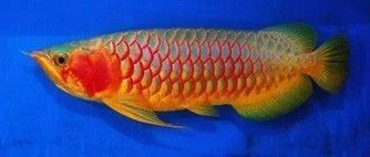 血紅龍魚與辣椒紅龍魚區別：血紅龍魚與辣椒紅龍魚的區別