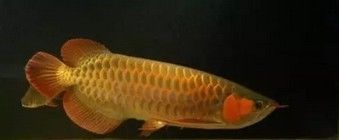 血紅龍魚與辣椒紅龍魚區別：血紅龍魚與辣椒紅龍魚的區別