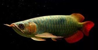 血紅龍魚與辣椒紅龍魚區別：血紅龍魚與辣椒紅龍魚的區別