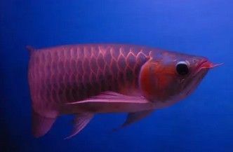血紅龍魚與辣椒紅龍魚區別：血紅龍魚與辣椒紅龍魚的區別