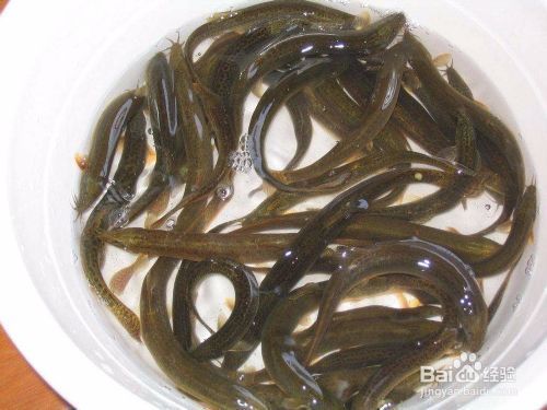 虎紋恐龍魚(yú)多久喂一次，如何判斷虎紋恐龍魚(yú)是否吃飽