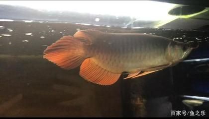 龍魚(yú)拒食三個(gè)月能好嗎：龍魚(yú)拒食3個(gè)月能好嗎