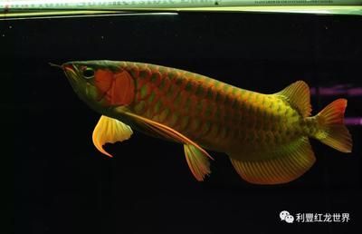 龍魚(yú)拒食三個(gè)月能好嗎：龍魚(yú)拒食3個(gè)月能好嗎