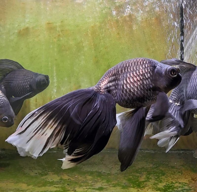 藍龍魚長多大