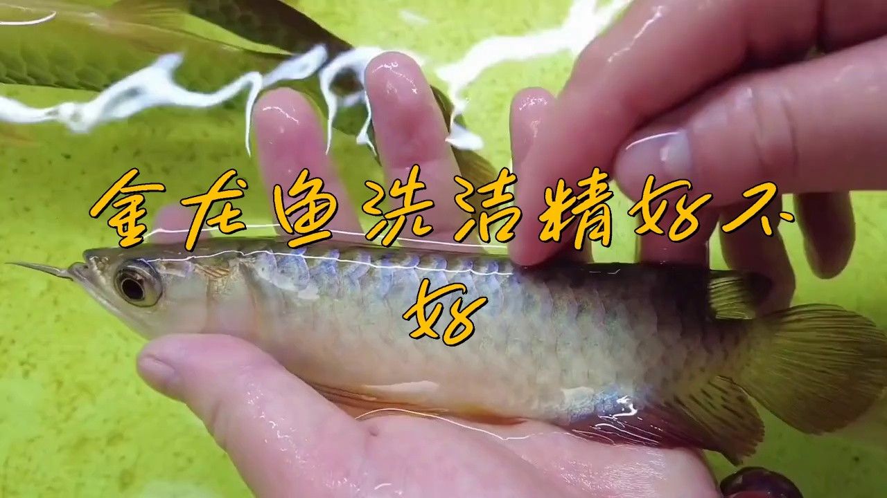 金龍魚潔凈100洗潔精10kg