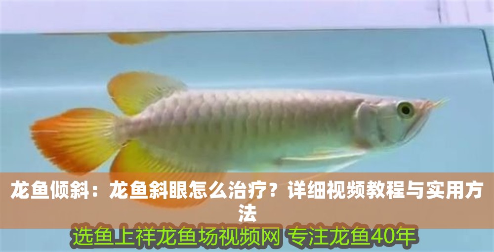 龍魚傾斜：龍魚斜眼怎么治療？詳細視頻教程與實用方法